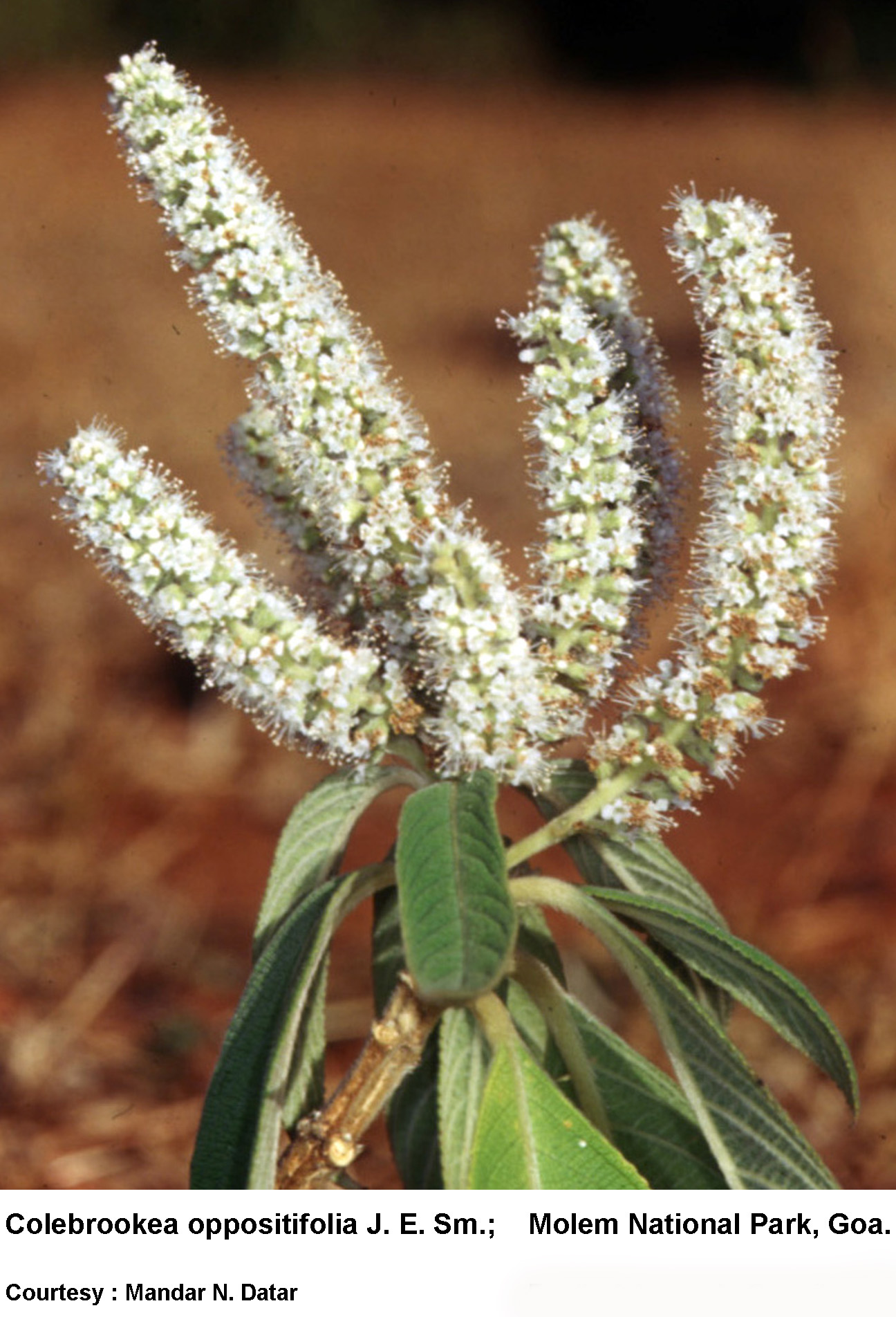 Colebrookea oppositifolia Sm.